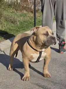 American Bully - Pocket - Bbb.nala