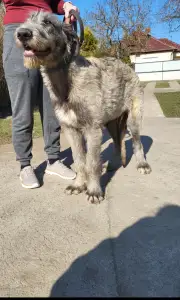 Ogar irlandez - Berry