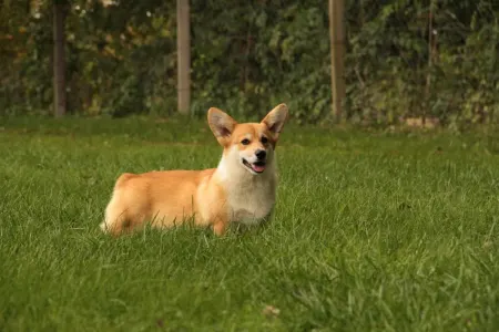 Welsh Corgi Pembroke - Gingers Heritage Lord Aeron