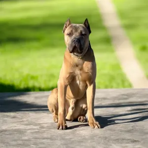 Cane Corso - Timoniere Quintiliano