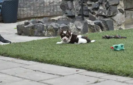 Biewer Terrier - Oreo 