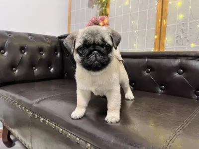 Pug - Reserved! Pug Cauda Anularis Samu