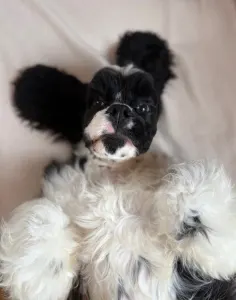 American Cocker Spaniel - Dream Of Nightfall