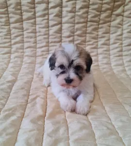 Havanese - Suzy