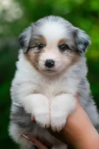 Australian Shepherd - Winstead Lucky Tinker 