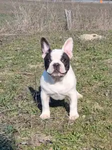 Bouledogue français - Ice Bear
