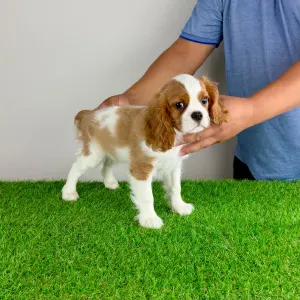 Cavalier King Charles Spaniel - Zercho