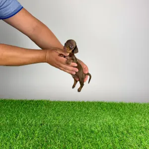 Dachshund - Casar