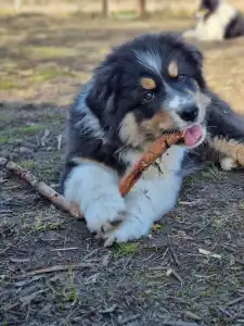 Ciobanesc Australian - Daikoku