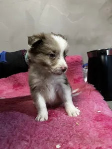 Border collie - Chocolate Sable Merle Kan/ Male-fekete Nyakörv