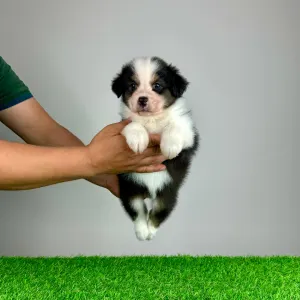 Australian Shepherd - Kidz