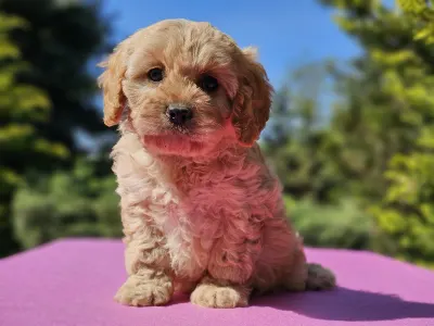 Cavapoo - Fabio