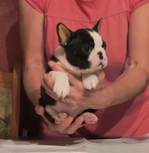 Boston Terrier - Malachi