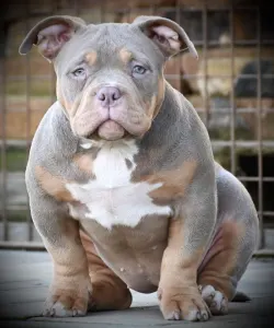 American Bully - Pocket - Piro