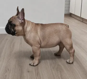 Bouledogue français - Elmo