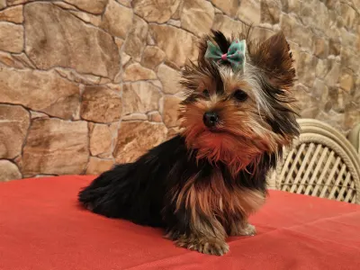 Yorkshire Terrier - Carola