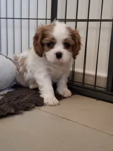 Cavalier King Charles Spaniel - Kaktusz