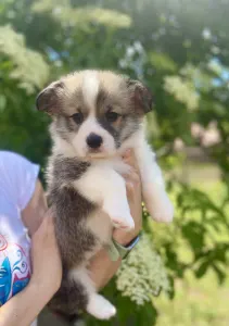 Pembroke Welsh Corgi - Cornelius