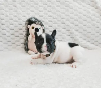 Francia bulldog - Gara