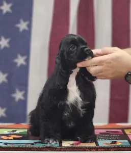 Amerikai cocker spániel - Independent Of Your Sweetest Dream