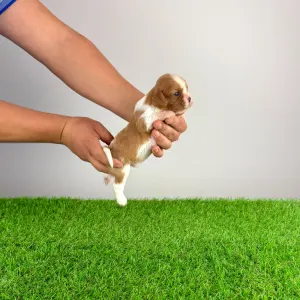 Cavalier King Charles Spaniel - Dorritos
