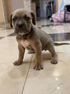 Cane Corso Italiano - Tamara