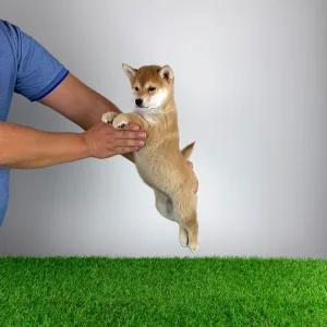 Shiba - Kaida