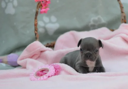 Французский бульдог - Monique