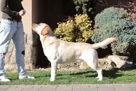 Labrador Retriever - Diasense Labrador Kennel