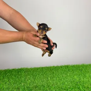 Jorkšírský teriér - Volt