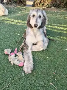 Afghan Hound - Velora