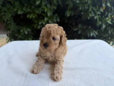 Caniche Nain - Isla