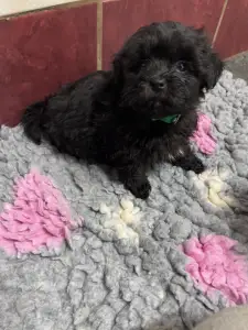 Bolończyk kolorowy - Anatolij