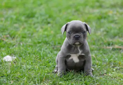 French Bulldog - Magnus