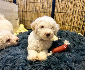 Lagotto Romagnolo - Zummi Gummi