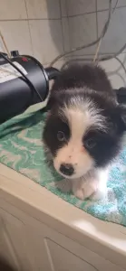 Border Collie - Mini