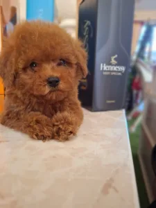 Caniche Toy - Pudel Toy M