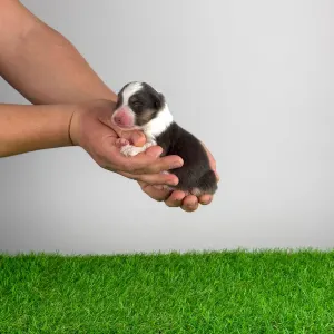 Australian Shepherd - Djambo