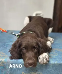 Malý münsterlandský ohař - Arno