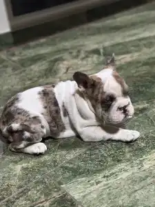 Bulldog francese - Bella