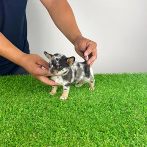 Chihuahua - Lido