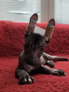 Mexican Hairless Dog - Baldo
