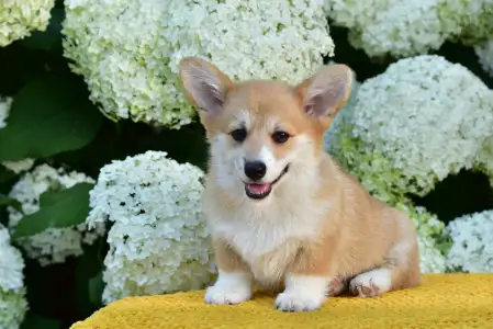 Welsh Corgi Pembroke - Ginger’s Heritage Duke Skyborne