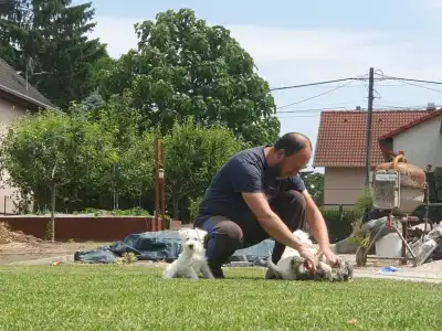 Törpe schnauzer - Gabriel