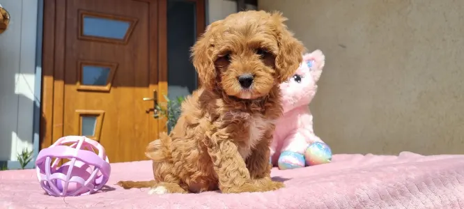 Cavapoo - Málna