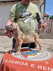 Brazil masztiff - Igor De Oro Puro 