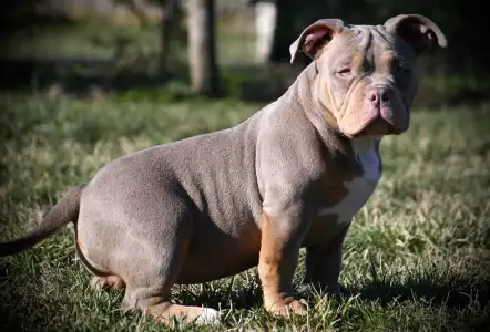 American Bully - Pocket - Piro
