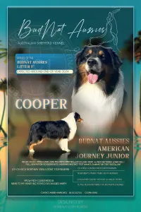 Australian Shepherd - Budnat Aussies