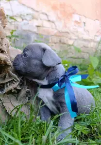 Francia bulldog - Neo