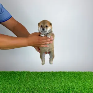 Shiba - Taiyo